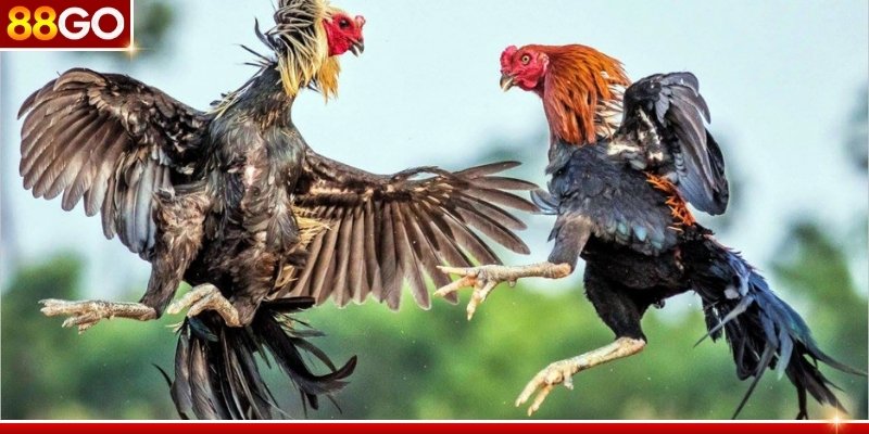 Đá gà 88GO sân chơi hiện đại với mức thưởng cực khủng