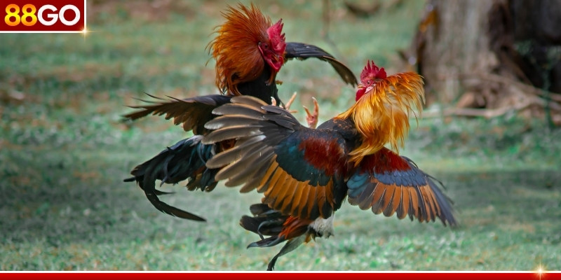 Sân chơi đá gà truyền thống với đậm đà bản sắc dân gian